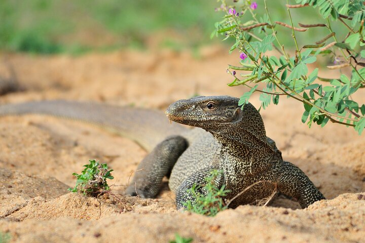 Romantic Glamping Safari Bordering Yala National Park  - Photo 1 of 6